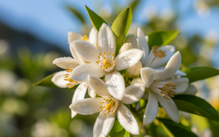 PORTAKAL ÇİÇEĞİ