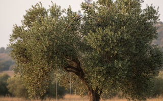 ZEYTİN VE BARIŞIN HİKMETİ